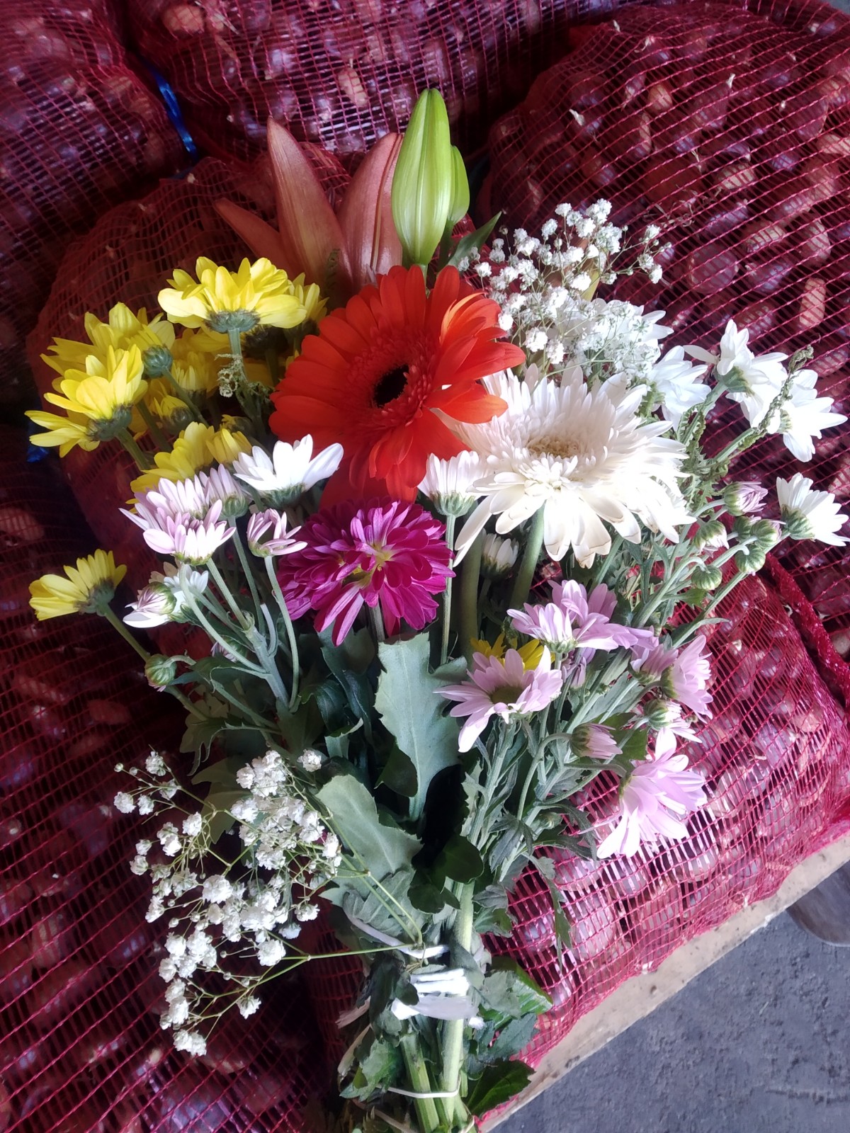 VENTA DE FLORES EN TIENDA DE FELIX CURIEL MATEOS VENTA DE FLORES EN TIENDA DE FELIX CURIEL MATEOS