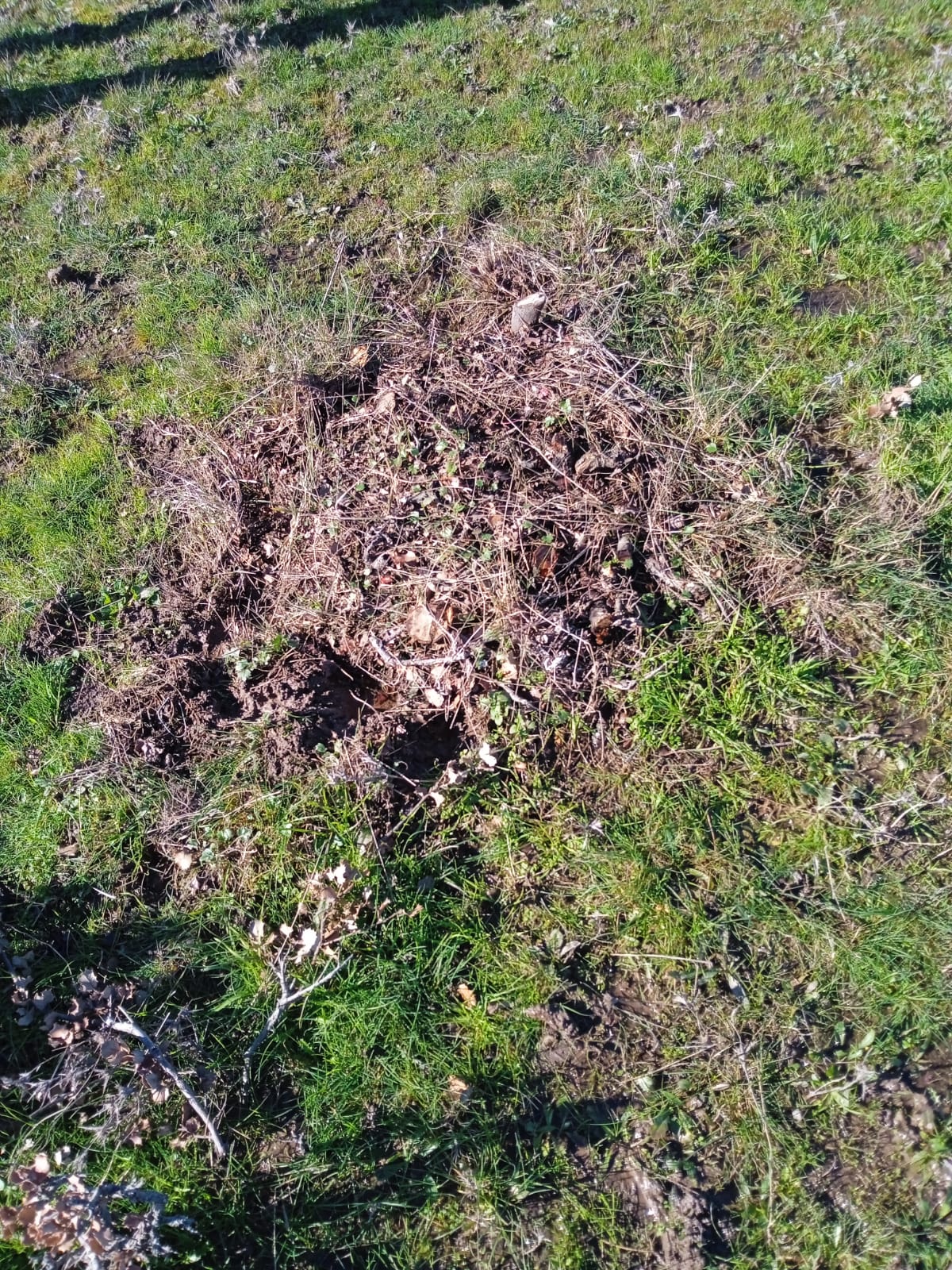 La Brigada Verde de Plasencia continúa con los talleres de eco-manualidades  para niños en el parque de Los Pinos en  - Toda la  información, noticias, eventos, turismo  en Extremadura